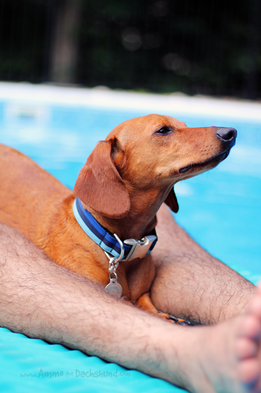 dachshund shaped pool float