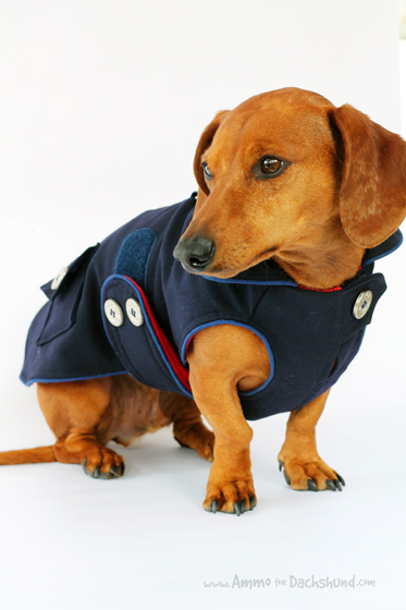 mini dachshund coat