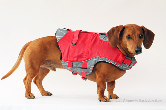 Kurgo Lifevest for Dogs Review & Giveaway Ammo the Dachshund
