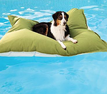dog swim float