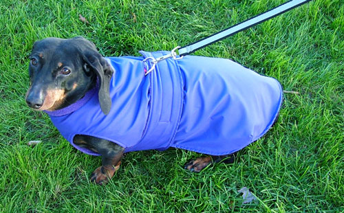 cavalier king charles spaniel near me for sale