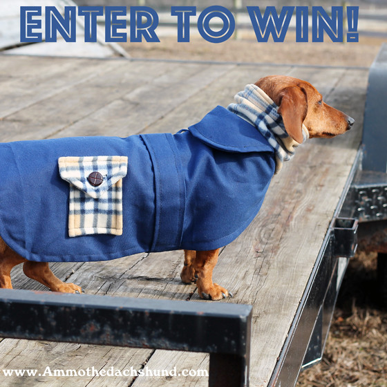 The Savvy Dachshunds Clothing Boutique Review & Giveaway Ammo the
