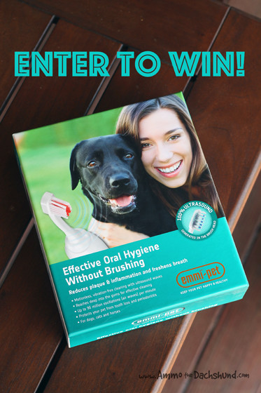 emmi toothbrush dogs