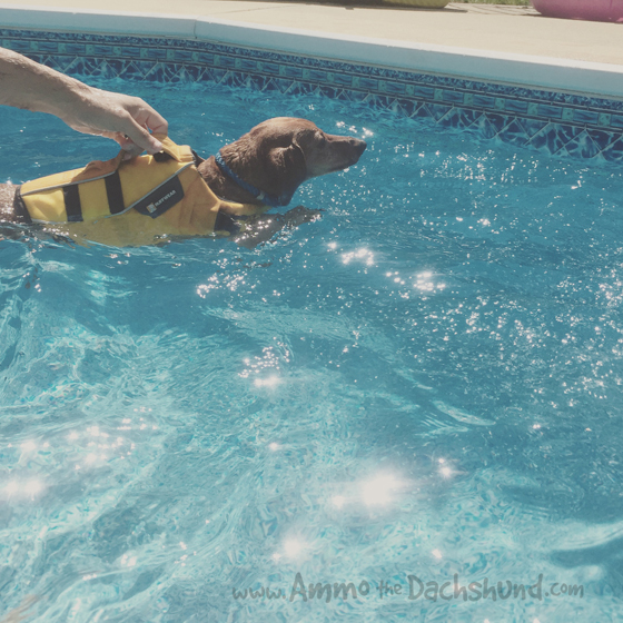 dachshund shaped pool float