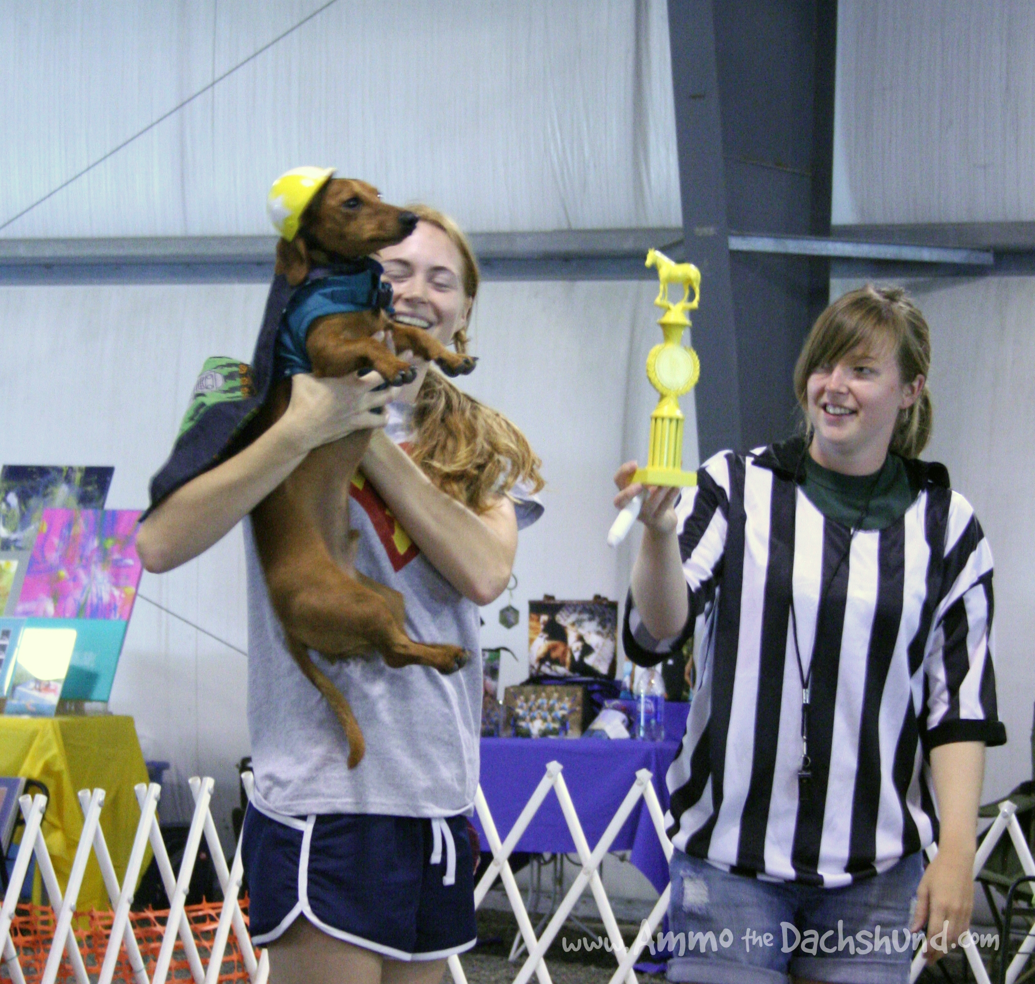 Ammo the Dachshund performance at the Keystone Dachshund Races
