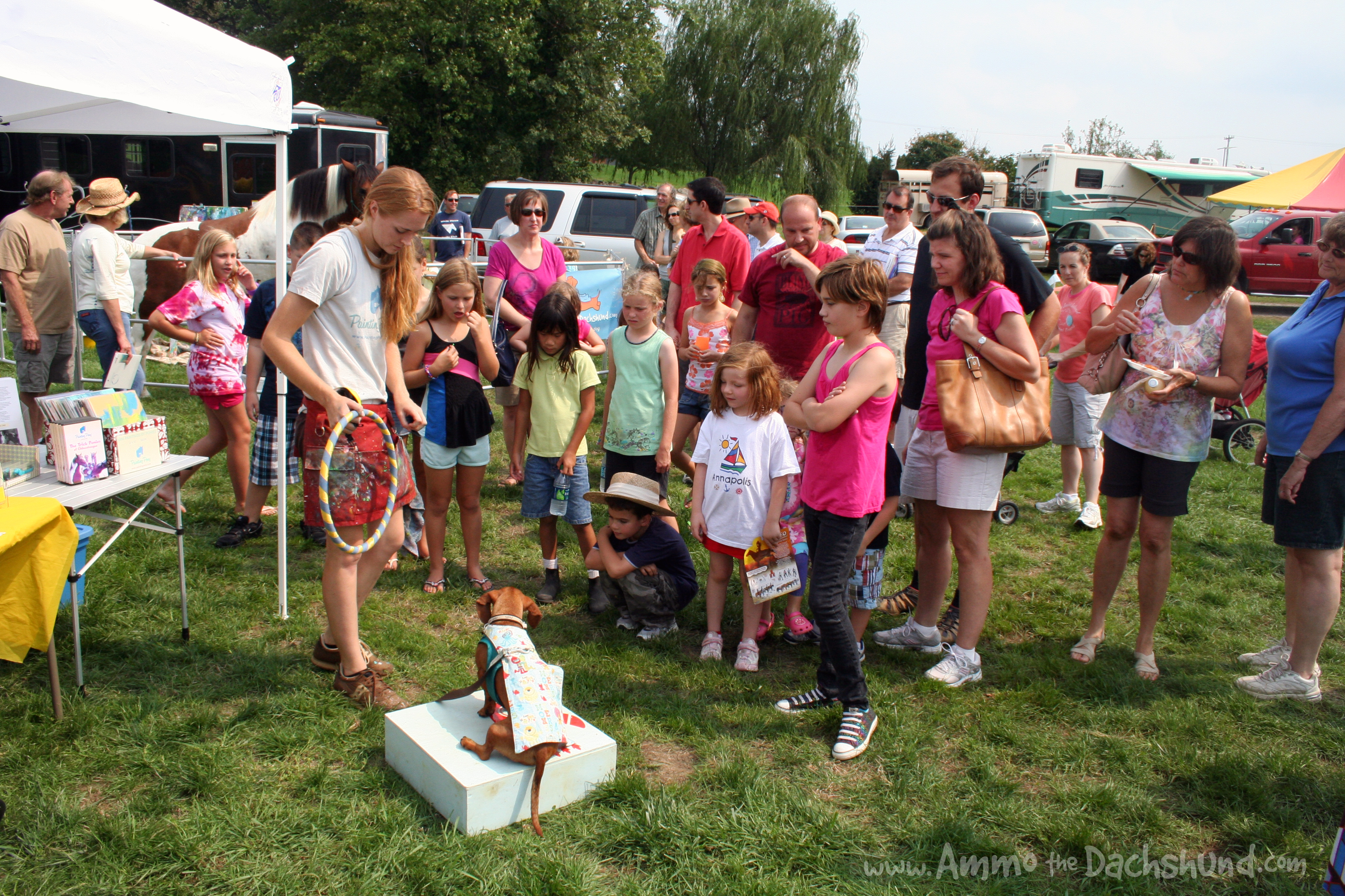 ammo the dachshund with painting pony