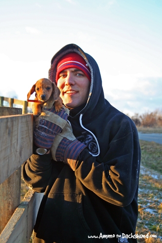 Ammo the Dachshund // Puppy // Farmwork