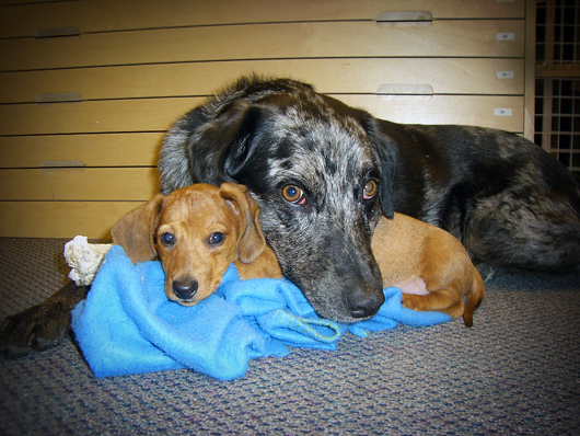 Ammo the Dachshund // Friends Forever