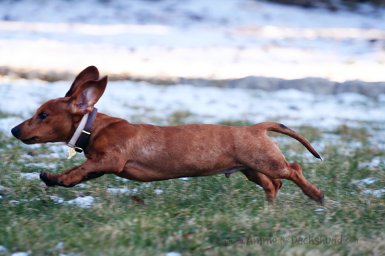 Throwback Thursday: Ammo the Dachshund's Puppy Years