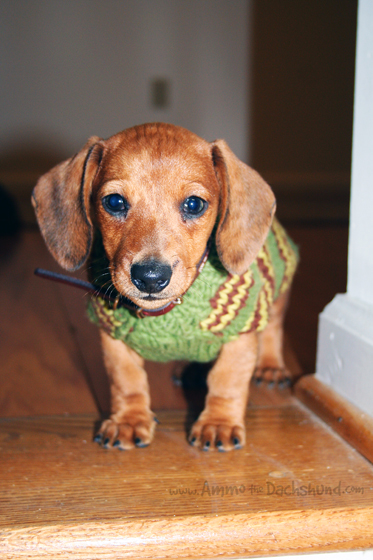 Throwback Thursday: Sweater Weather // Puppy Photos of Ammo the Dachshund