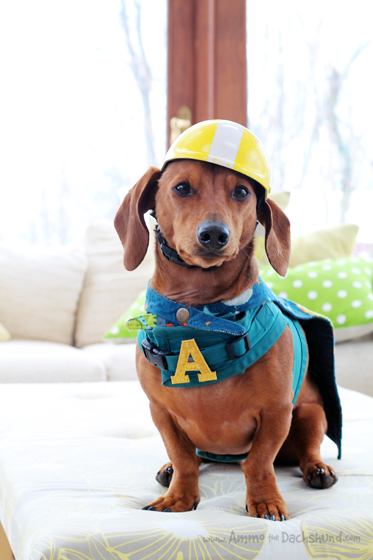 A is for Ammo // Ammo the Dachshund Super Hero