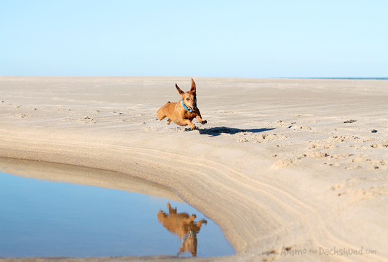 Happy Dog Visits the Beach