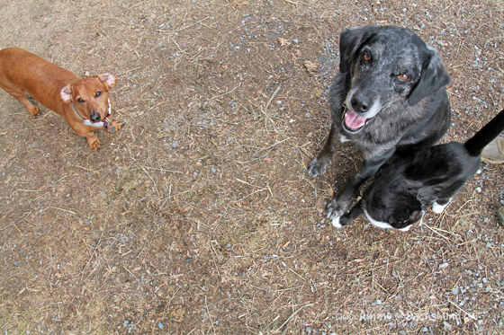 I Wonder Where You Came From // Ammo the Dachshund Reviews The Honest Kitchen Wonders Pet Treats