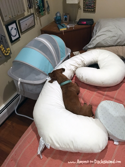 They Day Ammo the Dachshund Met His Little Sister