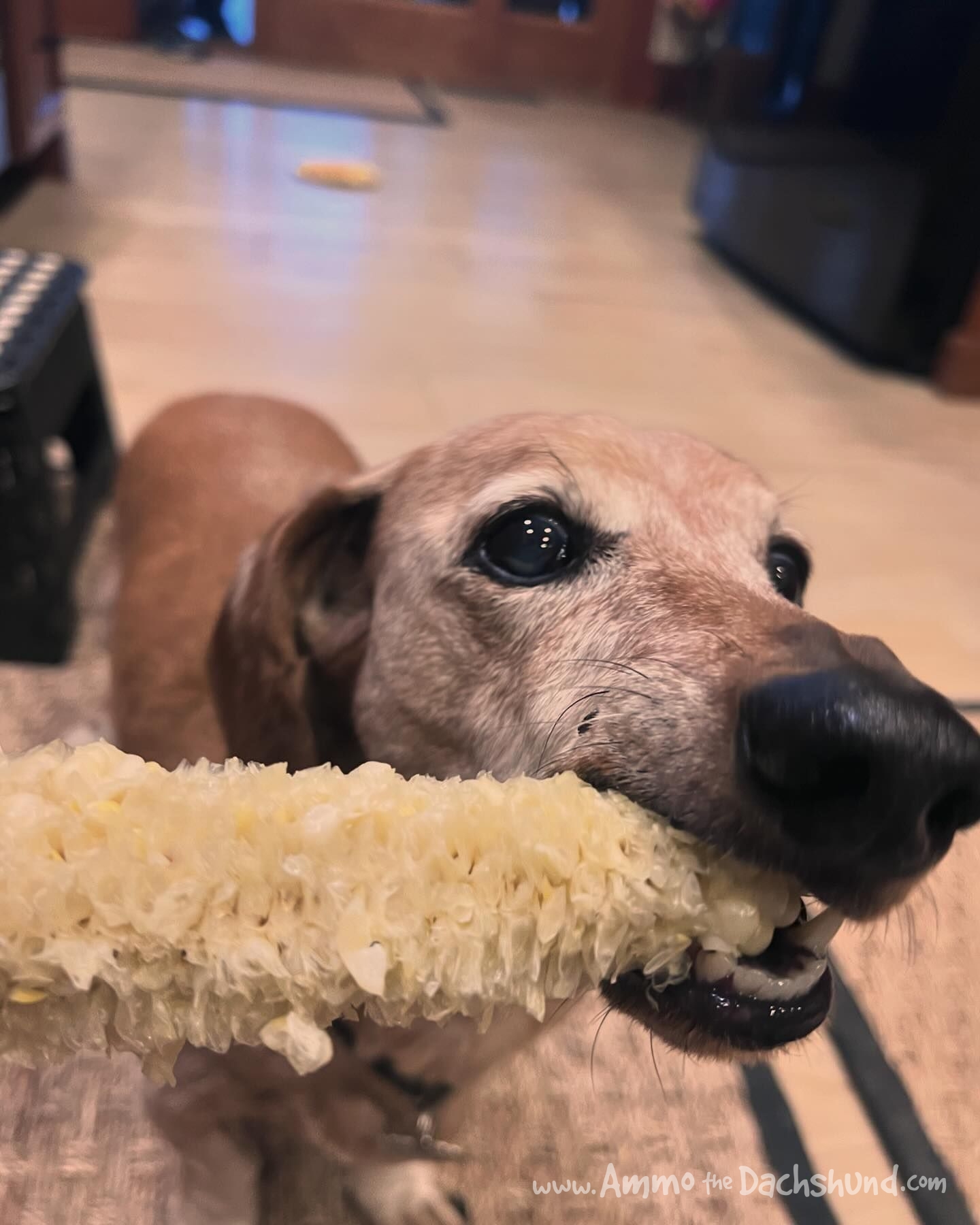 Dog eating corn