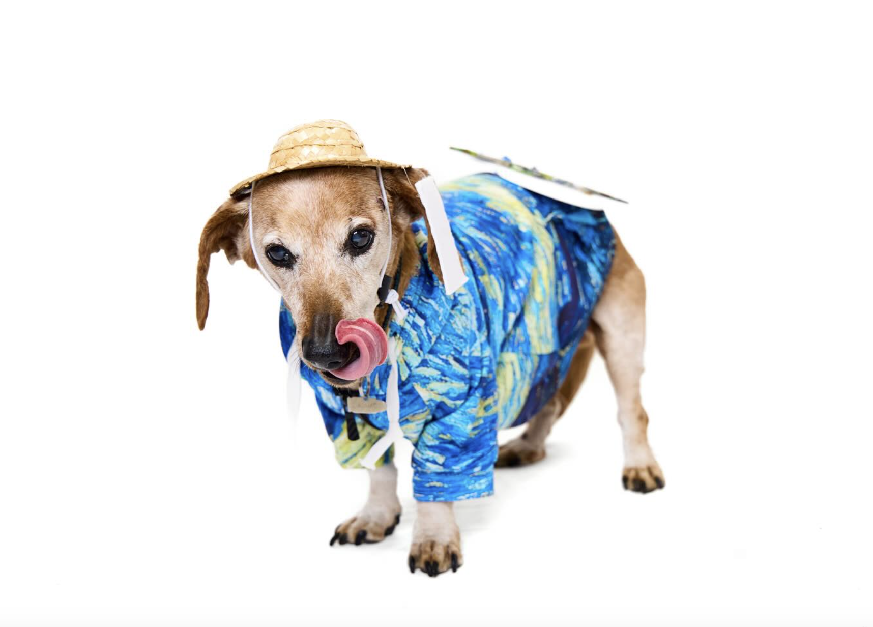 Dachshund as vincent van gogh