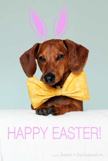 Happy Easter! | Ammo the Dachshund